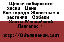 Щенки сибирского хаски › Цена ­ 12 000 - Все города Животные и растения » Собаки   . Ханты-Мансийский,Лангепас г.